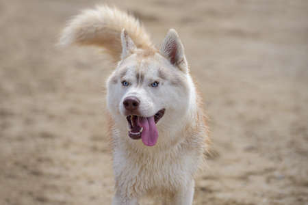 A dog of the Husky breed stands on the seashore