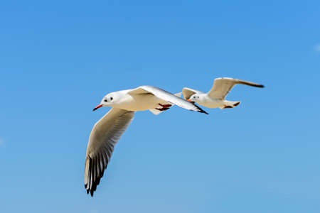 Two seagulls in fly against the blue skyの写真素材