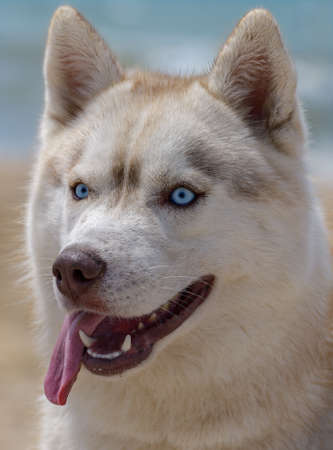 Dog portrait Husky is made closeupの写真素材
