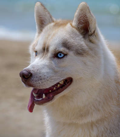 A dog of the Husky breed stands on the seashoreの写真素材