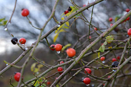 Berries hips are photographed on closeup