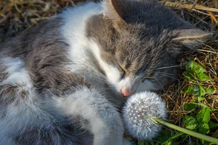 The gray cat sleeps embracing a dandelionの写真素材