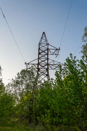 The power line in the forest