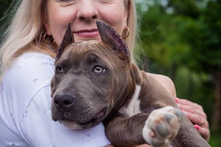 The blonde holds in her arms a puppy of the American Staffordshire Terrierの写真素材