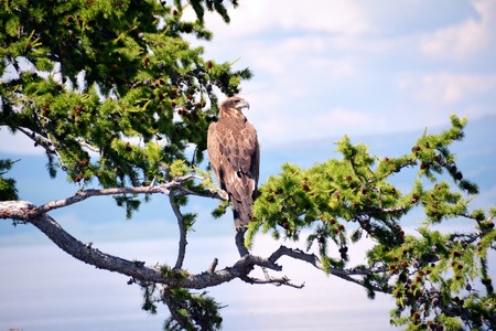 Golden eagle on a lonely larch on shore of the Mongolia, lake Hovsgol. August? 2017のeditorial素材