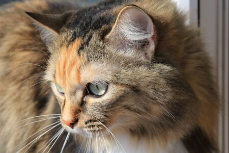 A pet is a cat, a beautiful coat and a smart look. The cat is sitting on the window.の写真素材
