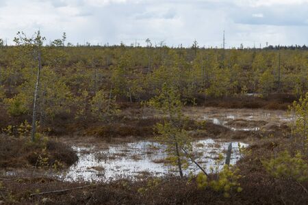 In early spring, the snow melted and a marshland with a young shoot appeared.