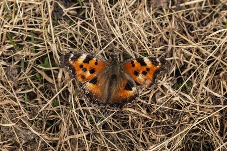 Nymphalis polychloros. The butterfly flew into the clearing along with the warmth of spring.の写真素材