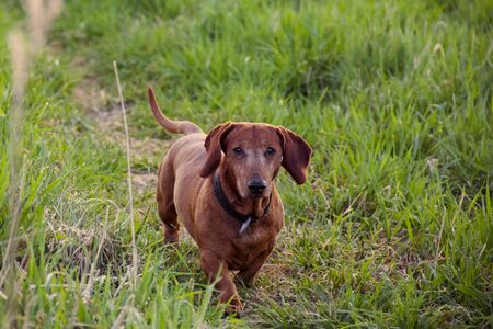 A young dachshund in a collar runs along a path among green grass. Pet for a walkの写真素材