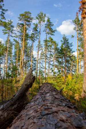 Tall pine trees hang over the path. The trail winds and splits into a pine forest.