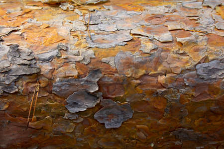 Bark of a pine trunk. The tree bark on the trunk of a fallen pine tree is yellow.