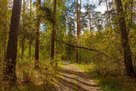Tall pine trees hang over the path. The trail winds and splits into a pine forest.