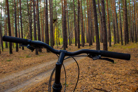 Cycling through natural landscapes. Ride a bike in a pine forest. View from behind the handlebars of the bike to the road.の写真素材