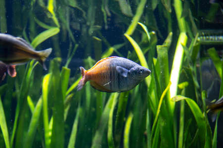Inhabitants of the underwater world. Meetings with the inhabitants of the seabed during a walk through the tunnels of the oceanarium.の写真素材