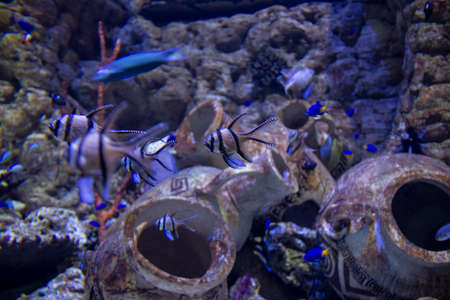 Exotic fish in the aquarium. Big fish in the aquarium. Underwater life.の写真素材