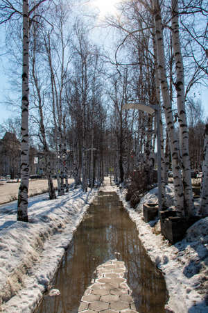 Spring on the Khanty-Mansiysk alley. Spring street among birches. A large puddle blocking the path...