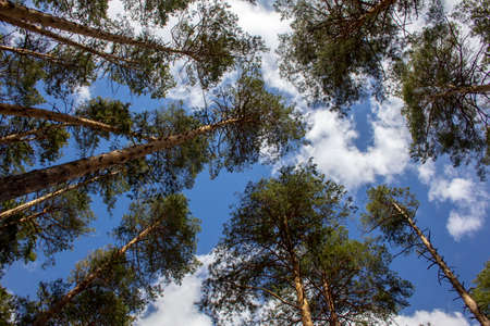 Cycling along the forest path. Cycling along the dirt road between pine and birch trees.