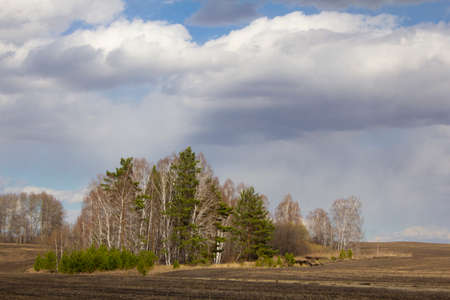 Ural spring landscape. Fields, birch and pine groves in early spring in the Urals, Russia.の写真素材