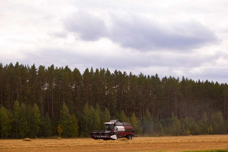 Combines and tractors are working in the fields. Agriculture in autumn - harvesting with combines.