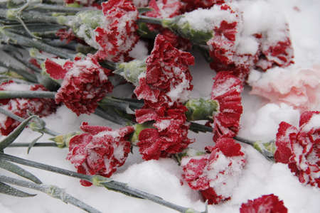 Flowers in the snow. Flowers as a sign of memory on the monument in winter. laying flowersの写真素材