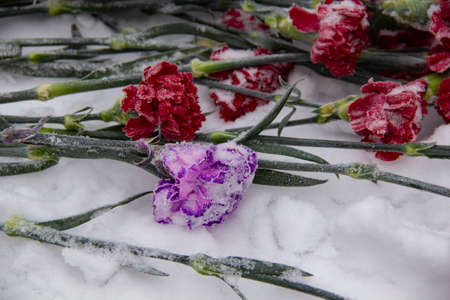 Flowers in the snow. Flowers as a sign of memory on the monument in winter. laying flowersの写真素材