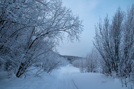 Snow-covered frosty nature in the Khanty-Mansi Autonomous Okrug Yugra in Russia. Snow-covered frosty road on the bank of a channel in Russiaの写真素材