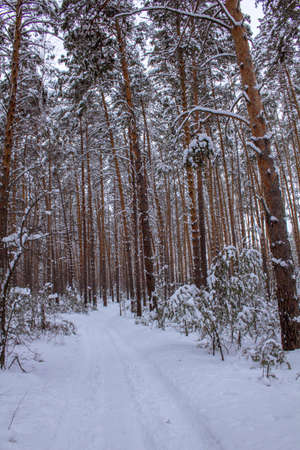 Pine forest in the Kurgan region in Russia at the beginning of winter. Trees in a snowy winter forest. beautiful winter landscape.の写真素材