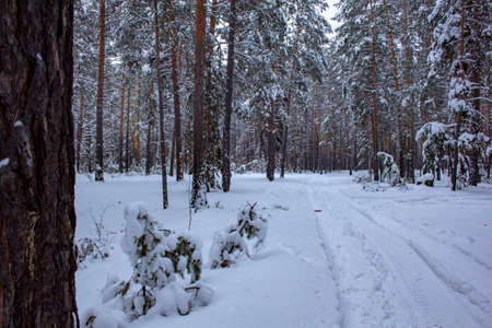 Pine forest in the Kurgan region in Russia at the beginning of winter. Trees in a snowy winter forest. beautiful winter landscape.の写真素材