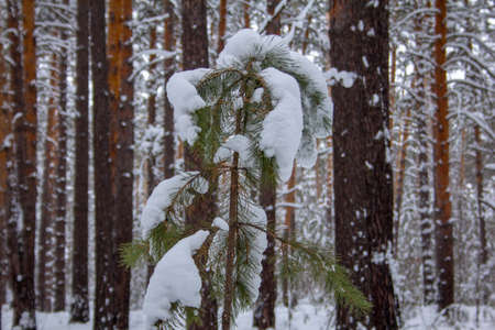 Pine forest in the Kurgan region in Russia at the beginning of winter. Trees in a snowy winter forest. beautiful winter landscape.の写真素材