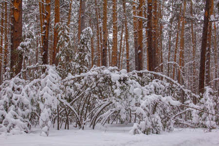 Pine forest in the Kurgan region in Russia at the beginning of winter. Trees in a snowy winter forest. beautiful winter landscape.の写真素材