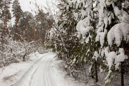 The road through the pine forest in Russia. Winter road through snowdrifts and pine forest in Russiaの写真素材