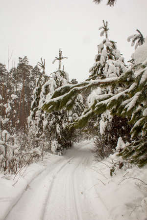 The road through the pine forest in Russia. Winter road through snowdrifts and pine forest in Russiaの写真素材