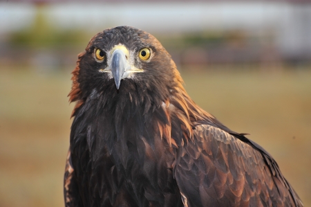 golden eagle