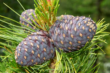 Russia Gorny Altai. Cedar branch with cones in the autumn taiga forest, not far from Belukha Mountain.の写真素材