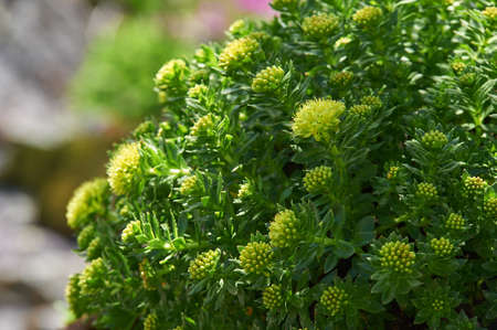 The texture of the leaves and flowers Rhodiola rosea, Russia, Siberia, Altai mountains, Katun ridge.