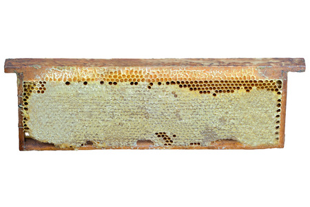 honey  honeycomb  food  sweet  gold  wax  cell  pattern  propolis  apiculture pollenの写真素材