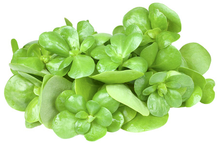 Purslane, isolate on a white background, close-up.の写真素材