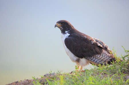 Eagle in the Ngorongoro crater. Republic of Tanzaniaの写真素材