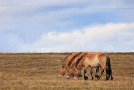 Przhivalskis horse in Mongolia. Mongolian steppe. landscapeの写真素材