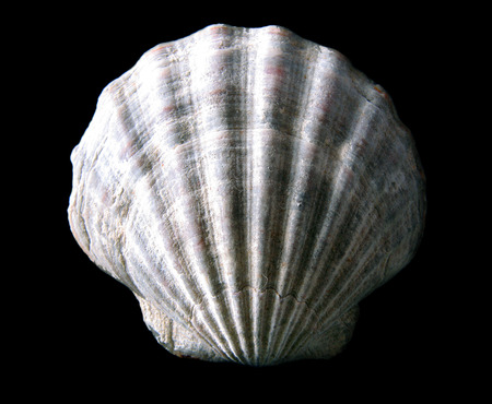 shellの写真素材