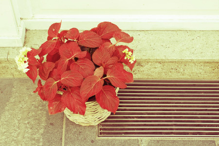 Red flower in a pot on the pavement in front of the house. Close to bars. Retro effect.の写真素材