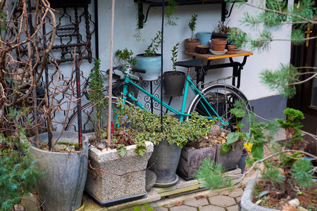 The old bicycle hid in tne garden between plants and old things.の写真素材