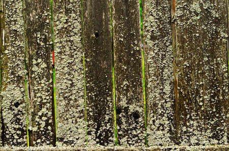 The texture of an old fence covered with lichen.の写真素材