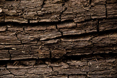 The texture of an old tree soaked in the river.の写真素材