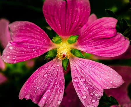 Bright red flower after rain.の写真素材