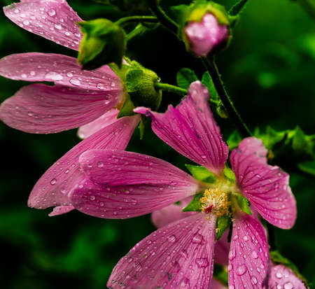 Two red flowers with raindrops.