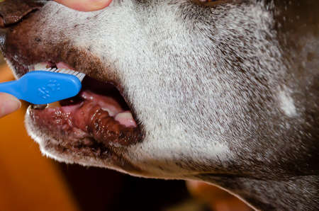 Brushing the dog's teeth with a blue toothbrush, close-up.の写真素材