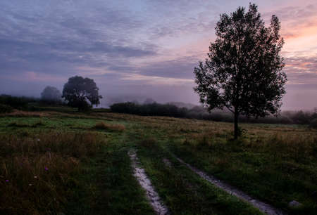 A quiet dawn, a dirt road and a tree.の写真素材
