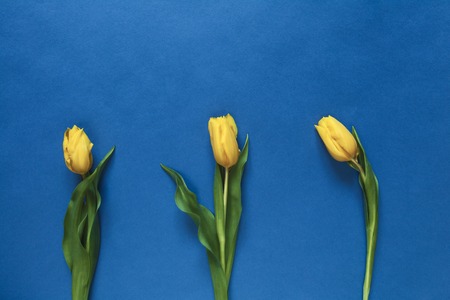 composition of three fresh yellow tulips on a blue backgroundの写真素材