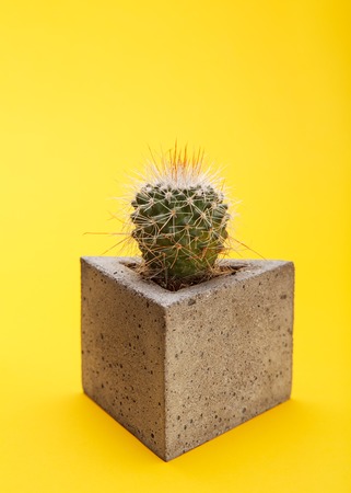 Small cactus in a pot made of concrete on a yellow background closeupの写真素材